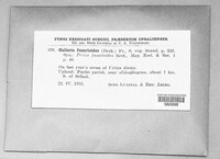 Calloria urticae image